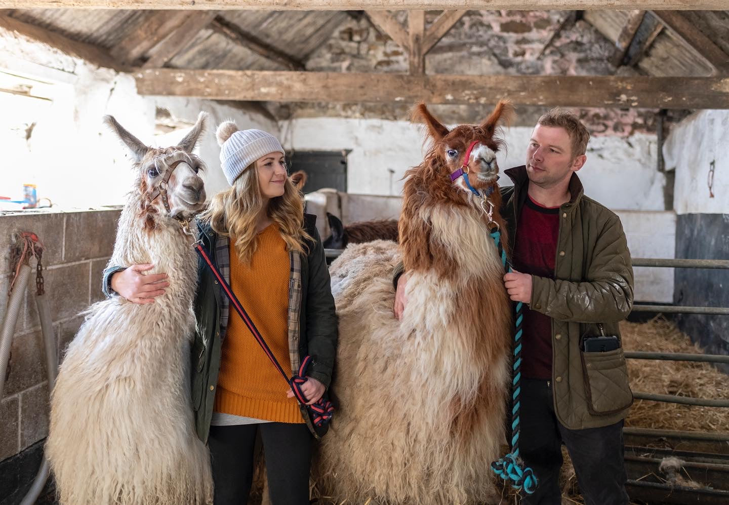 🦙Llama walk