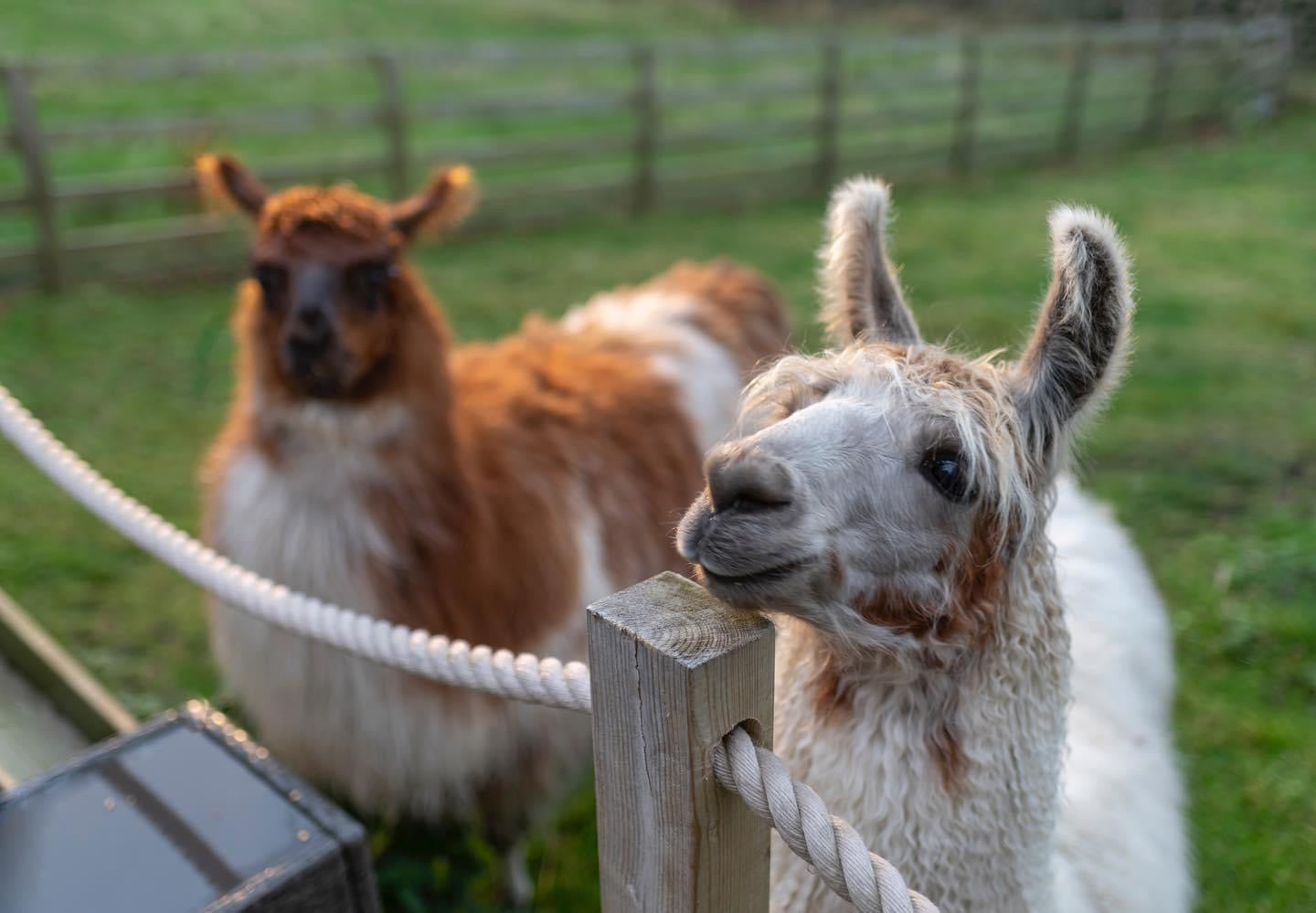 🦙Llama walk