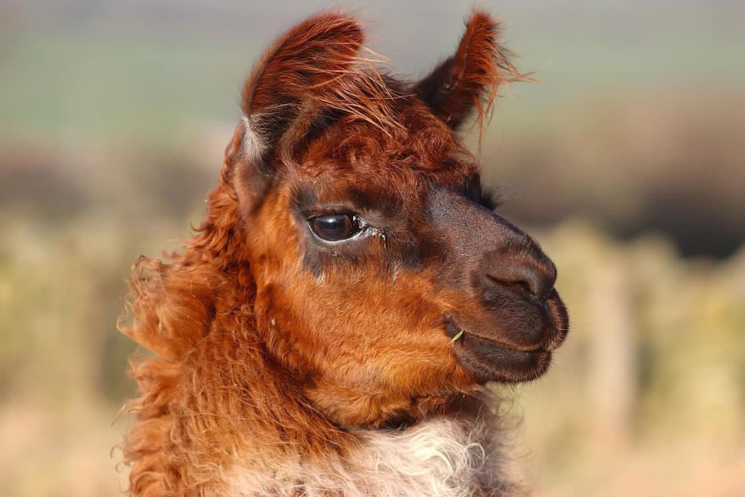 🦙Llama walk