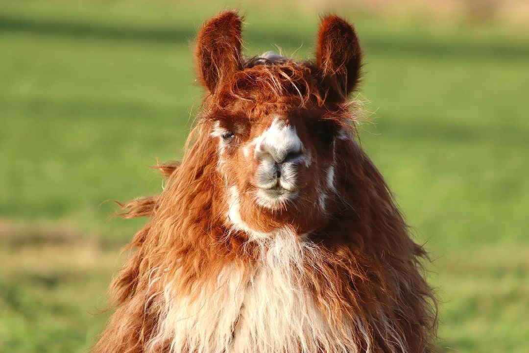 🦙Llama walk