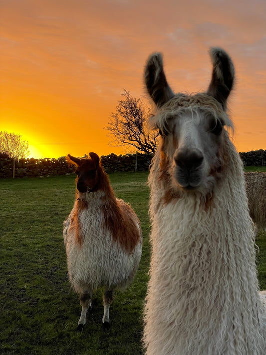 🦙Llama walk